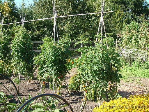 Tomatoe Teepees
